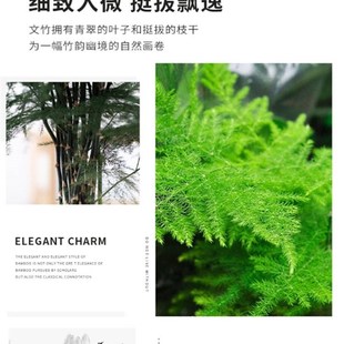 极速大文竹绿g植客厅大颗好养竹类室内盆栽植物不需要阳光适合放