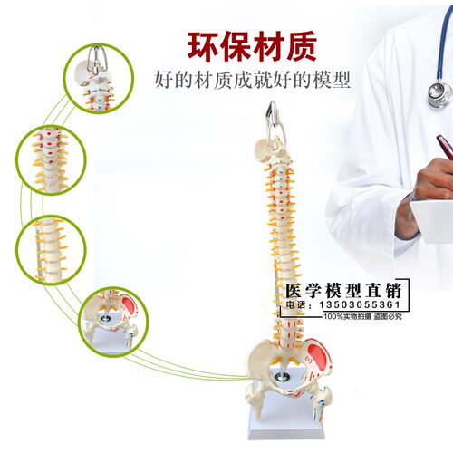 极速人体脊柱模型45nCM医学正骨练习骨骼模型颈椎腰椎脊椎骨架模