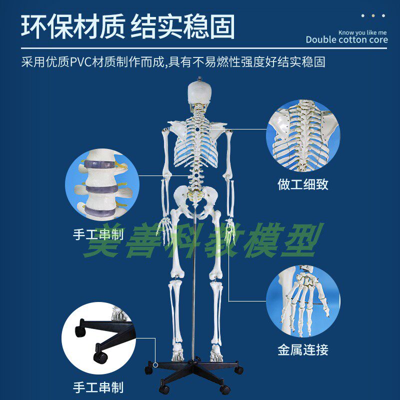 极速170dcm人体骨骼模型骨架人体模型成人小白骷髅教学脊椎全身医