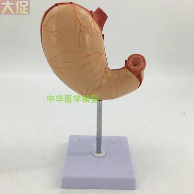 极速自然大胃模型 人体胃层面食道型胃血管神经 内脏Z器官解剖