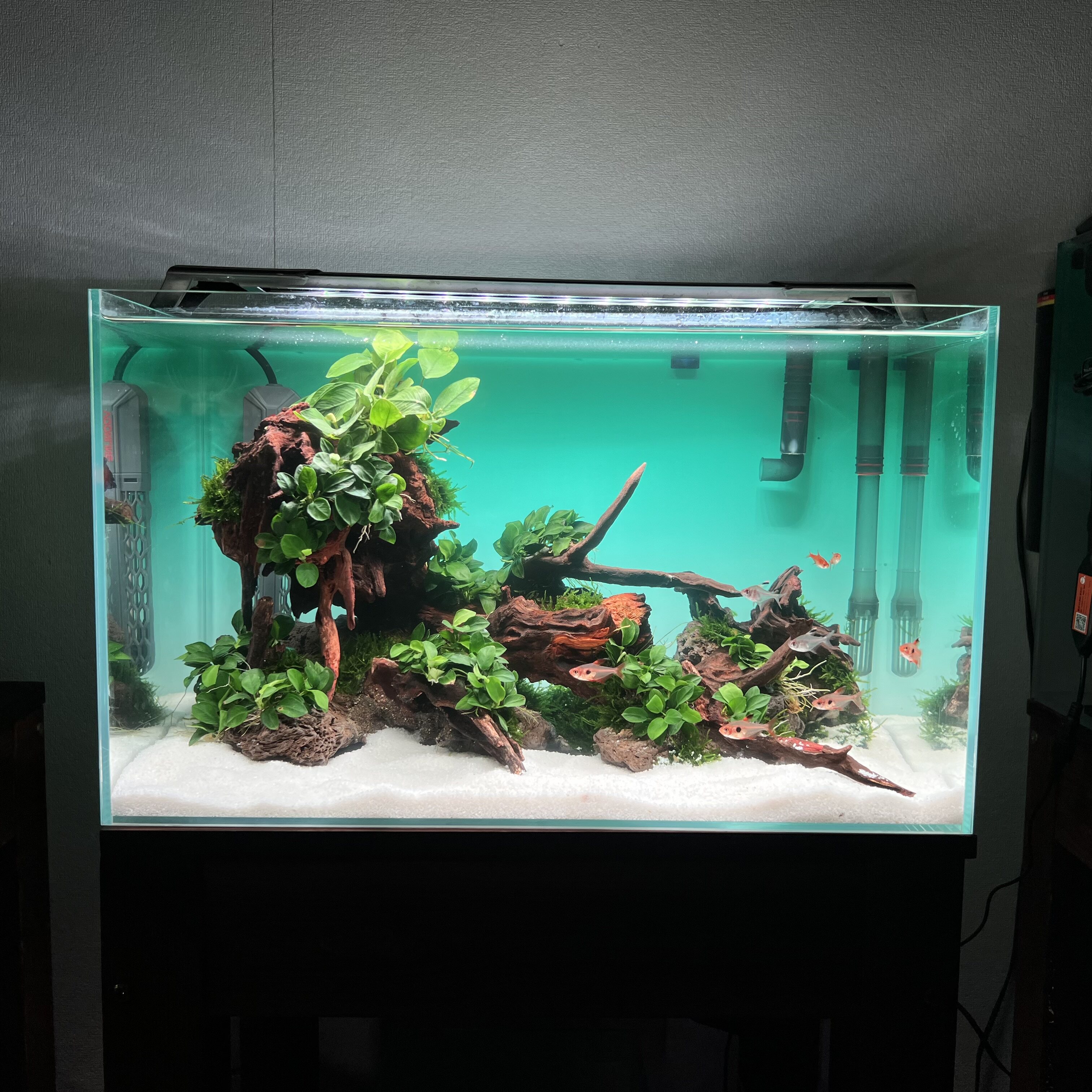 50CM鱼缸造景生命之树造景草缸造景鱼缸造景套餐成品生态造景摆件