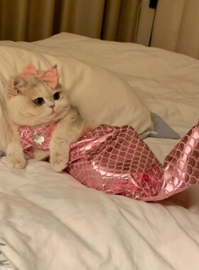 猫咪美人鱼衣服鱼尾服装猫猫鱼尾巴连体式造型服搞怪cos拍照道具