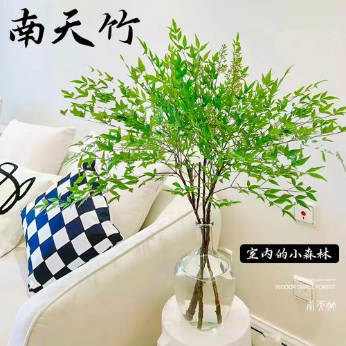 速发水培植物南天竹水养吊植室内花马鲜切枝中式绿钟卉醉木平替植