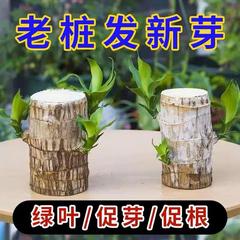 巴西木营养液专业型养花肥料幸运木水培水养植物肥料家用盆栽通用