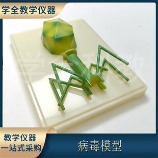 病毒模型人体微生物细菌结构流行呼吸道感冠状病毒腺病毒噬菌体