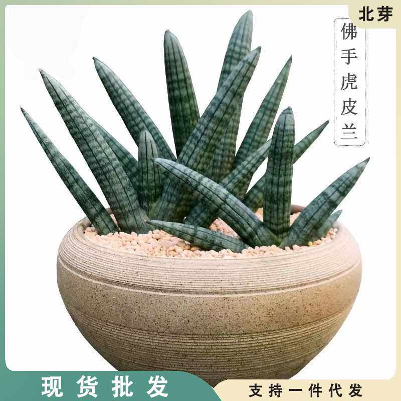 【招财佛手】棒叶虎皮兰易养室内多肉植物绿植花卉盆栽防辐射镇宅