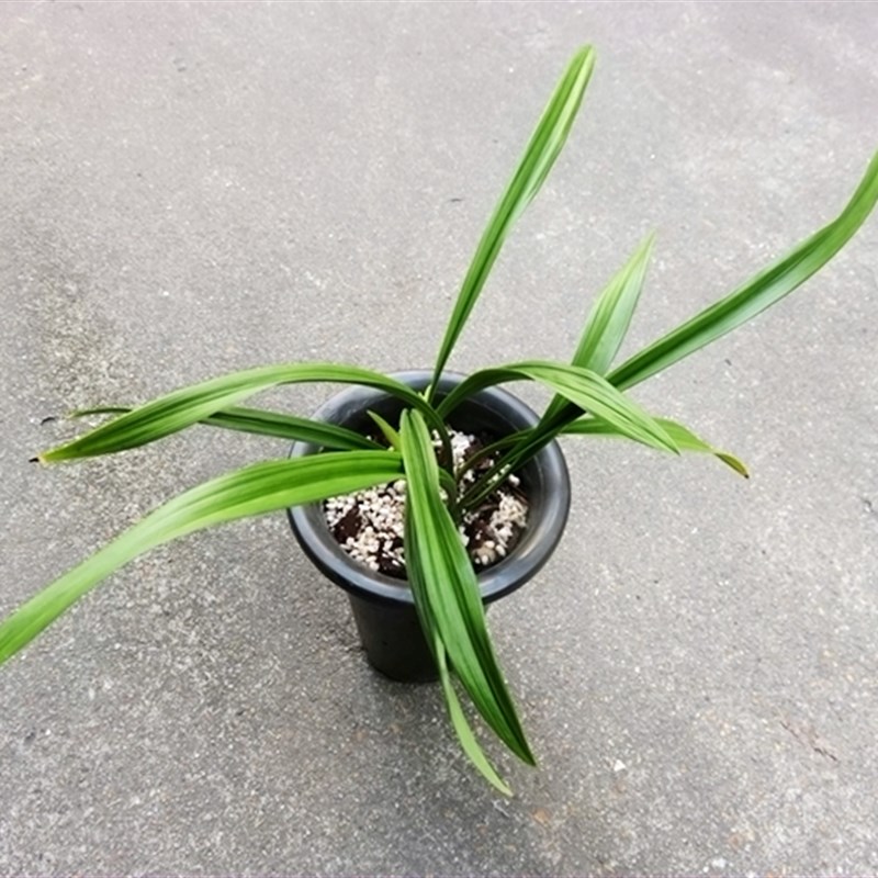 极速厂实物兰花建j兰四季兰中矮材色花荷瓣-富康粉荷(此盆4苗2大