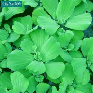 速发水芙蓉净化水质鱼缸池塘古法养鱼养龟水草水浮莲水上莲花造景
