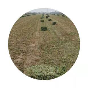 极速羊干草饲料100斤苜蓿草干草优质喂I马草料奶牛奶山羊草羊驼草