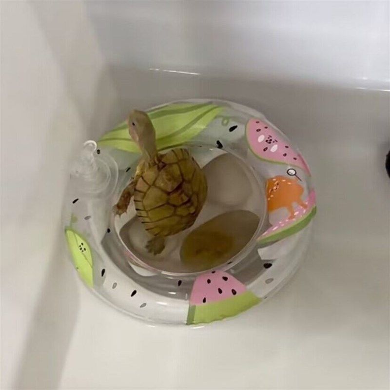 极速乌龟游泳圈宠物小游s泳圈移动晒背台爬台小型爬宠火烈鸟甜甜,运动/瑜伽/健身/球迷用品,游泳圈,淘宝优惠券,粉丝福利购,淘宝优惠卷