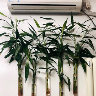极速创意壁挂富贵竹玻璃花瓶水培植物挂墙上悬Q挂插花家居装饰透