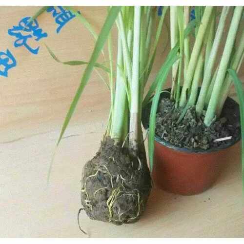 极速10 Lemongralss grass lentinum citronella plant Thai