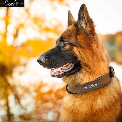 极速Leather Dog Collars Pet Tag Collar Leash LeaTd For Large