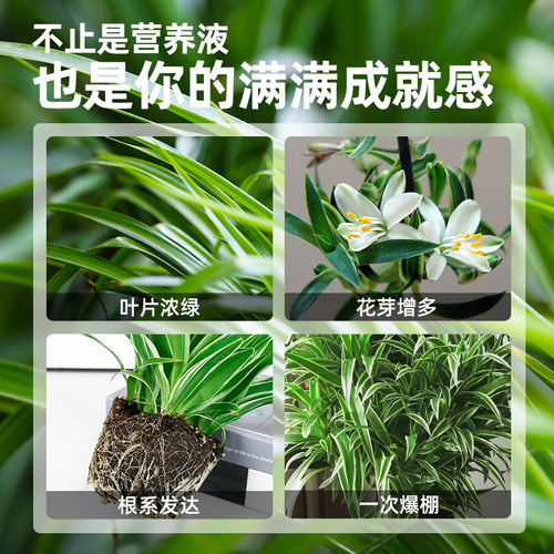极速吊兰肥料专用营养液金边吊z兰家用水土培盆栽植物养花通用型