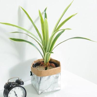 极速。Special sikmulation green plant Phnom Penh orchid leaf