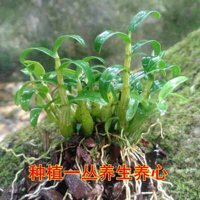 极速霍山栽米斛石n斛苗枫斗盆矮苗壮品种新鲜条可食用种植