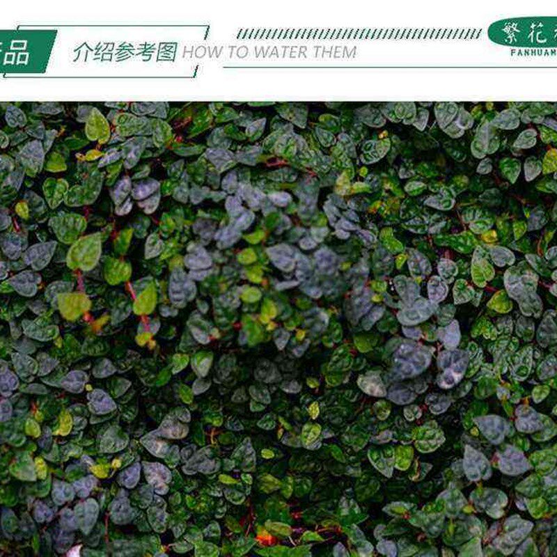 极速小叶薜荔极小叶雨林缸生态缸水陆缸造景爬藤植物掌Y叶心形花