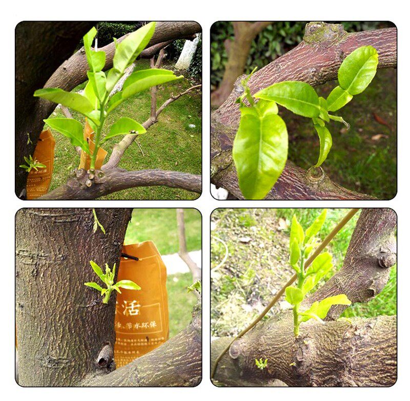 国光施它活生根剂植物营养液吊针袋通用大树成长液一桶10袋送钻头图片
