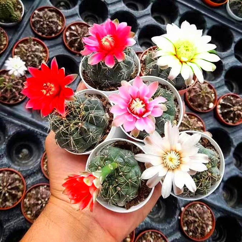 菲花玉仙人球实生开花超大绯花玉盆栽室内带花苞办公室多肉植物小