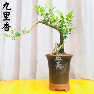 九里香盆景树桩 开花香味十里香七里香悬崖提根阳台庭院熟桩