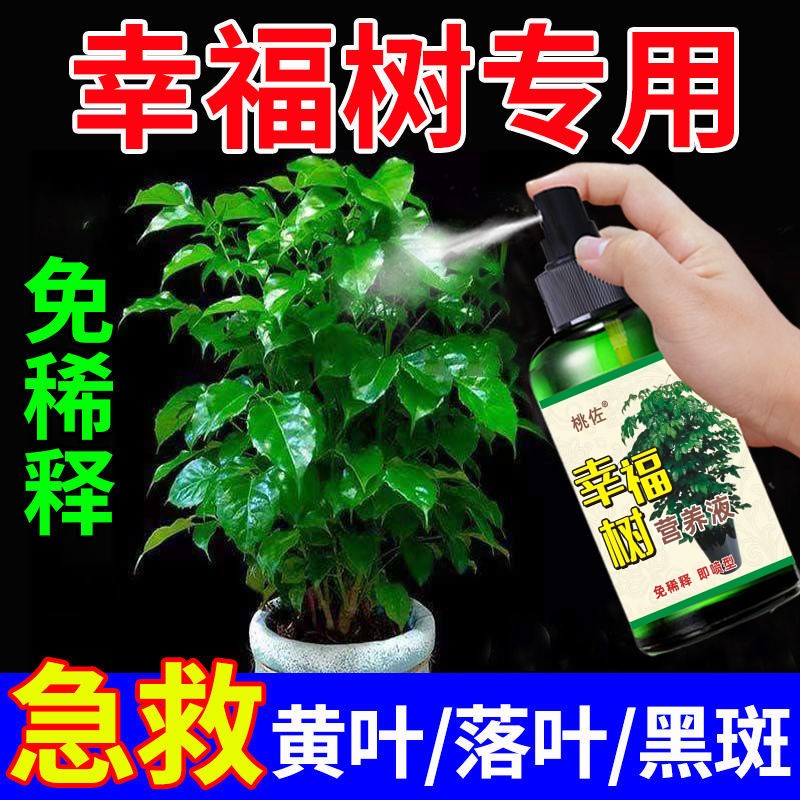 幸福树专用肥料预防黄叶枯枝酸性植物叶面喷施营养液免稀释叶绿素