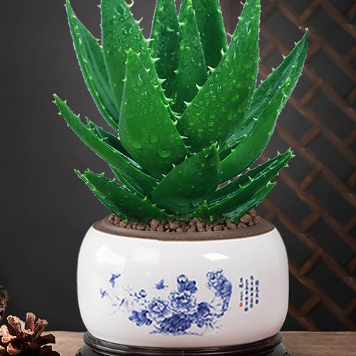 芦荟盆栽多肉植物室内仙人掌不夜城芦荟办公桌面小绿植盆景好养