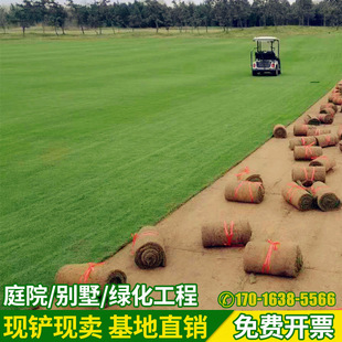 真草坪草皮带泥土果岭草四季青百慕大带土花园庭院绿化马尼拉草皮