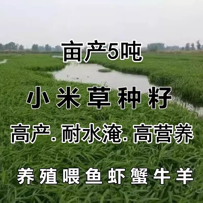 小米草水草种子耐涝耐水淹耐旱高产水草雀叶稗湖南稷子养殖草籽种