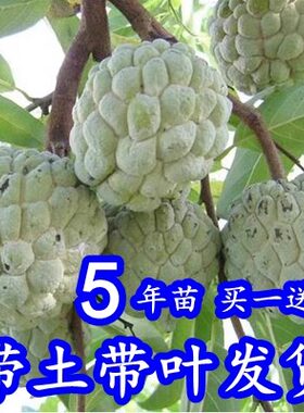 释迦果树苗佛陀果台湾释迦果苗番荔枝树苗佛头果番荔枝苗凤梨玫瑰