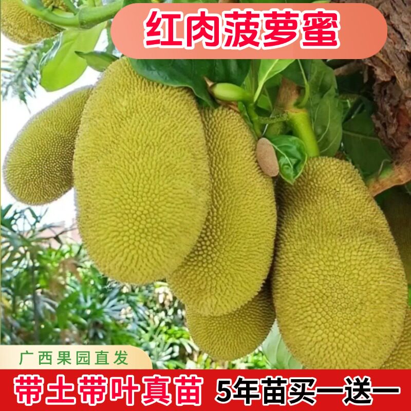 菠萝蜜树苗马来西亚1号嫁接苗黄肉红肉菠萝蜜实生苗南方种植当年