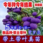 紫罗兰荔枝无核妃子笑冰荔枝树嫁接南北方四季水果荔枝树苖盆地栽