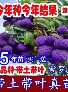 紫罗兰荔枝无核妃子笑冰荔枝树嫁接南北方四季水果荔枝树苖盆地栽
