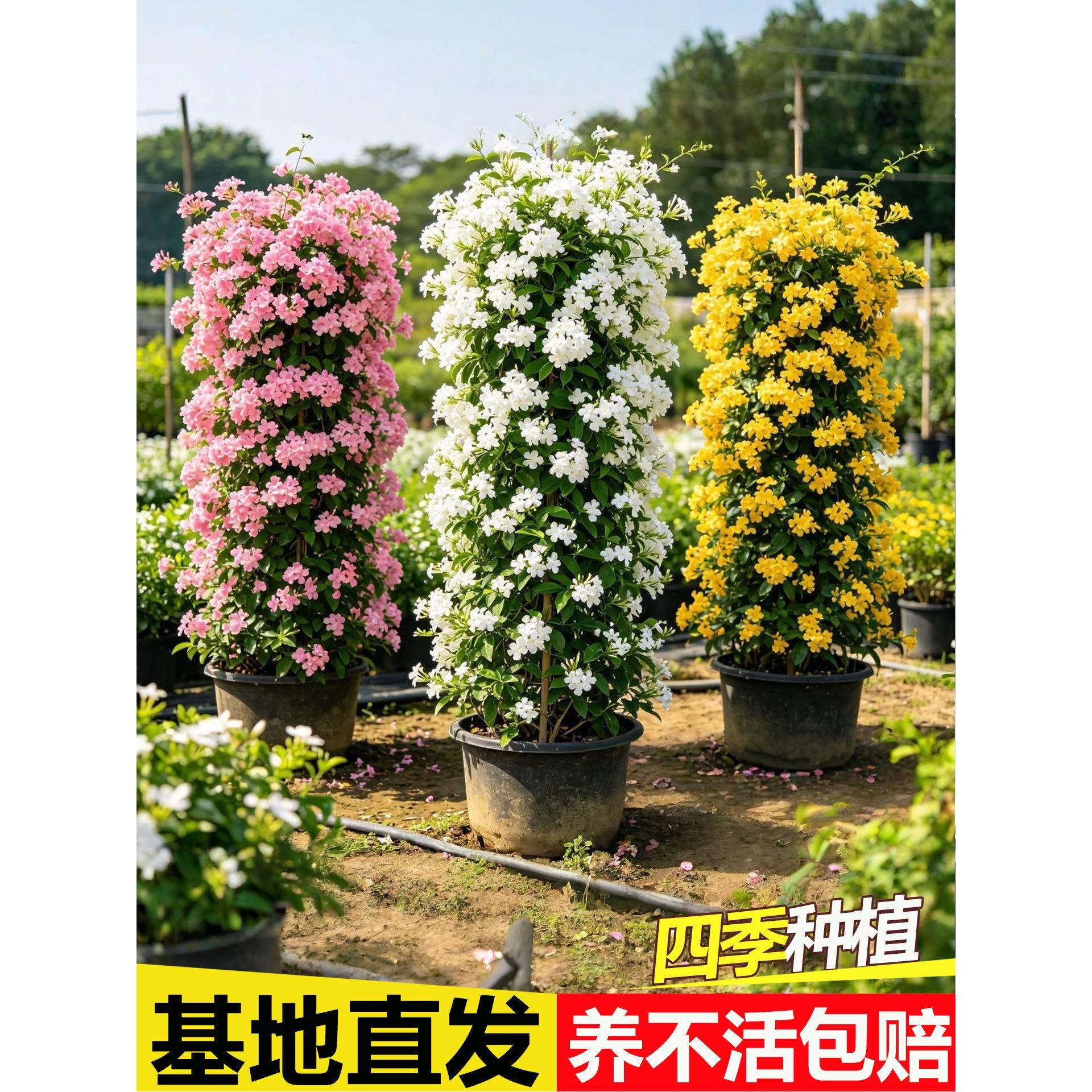 风车茉莉爬藤植物盆栽大苗