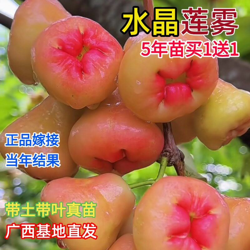 新品水晶莲雾黑金刚黑糖芭比莲雾嫁接果树苗盆地栽带土南北方种植