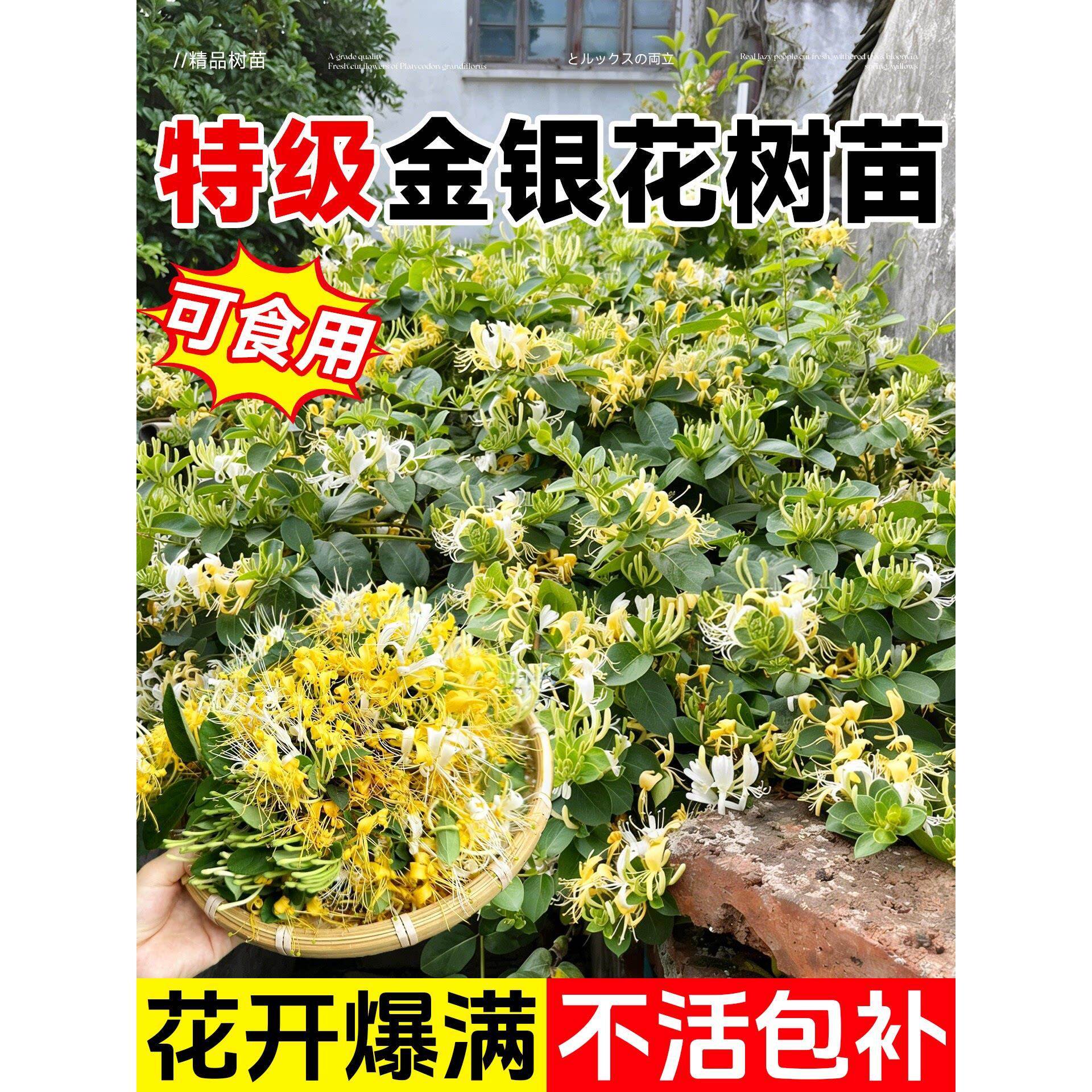 可食用金银花树苗浓香卉盆