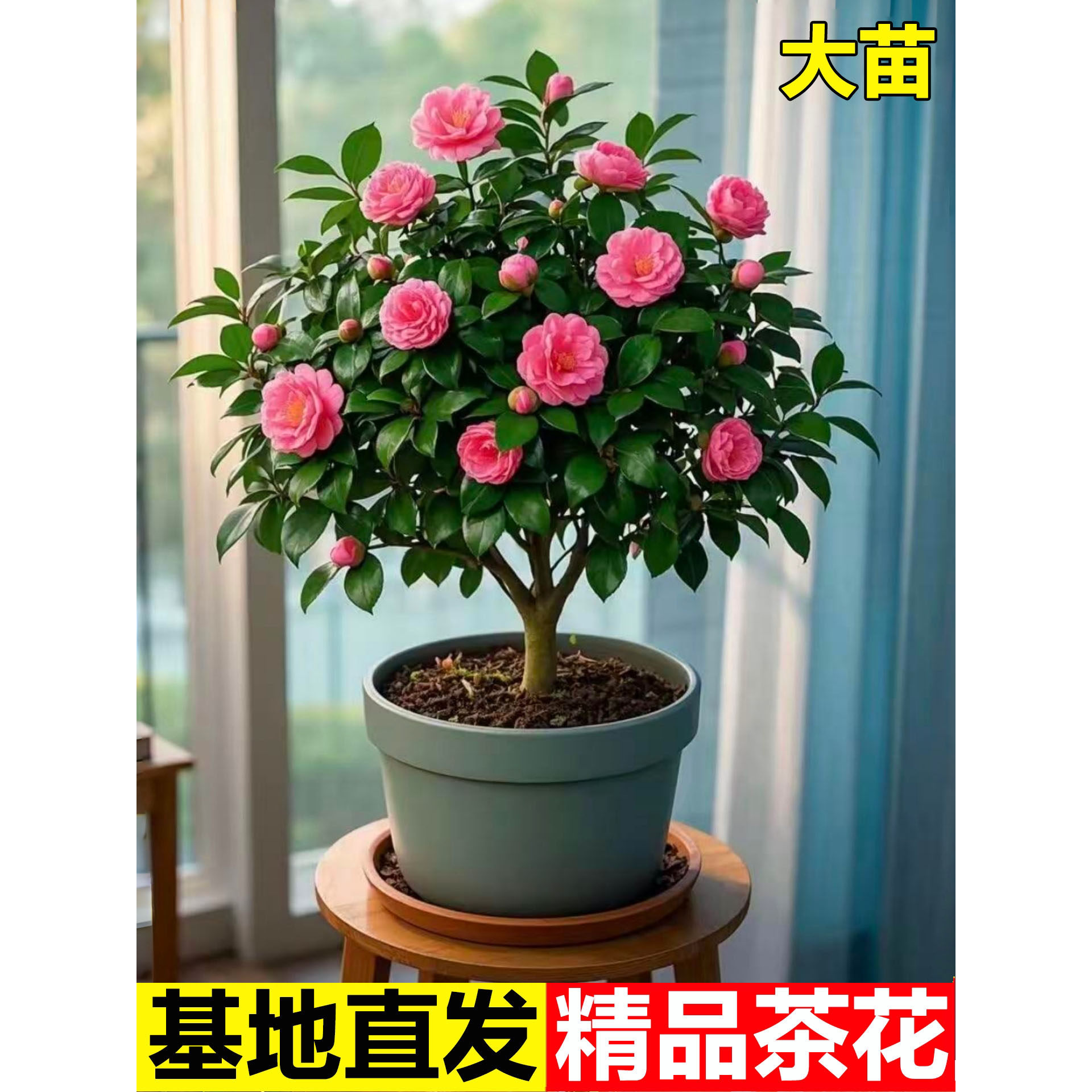 茶花树苗盆栽山卉带苞五色