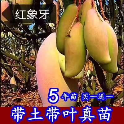 澳芒四季芒芒果树苗红象牙金煌芒嫁接芒果苗南北方种植当年结果