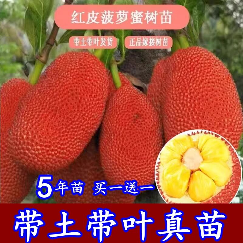 红皮红肉菠萝蜜新品种嫁接树苗马来西亚木菠萝苗当年结果带土带叶