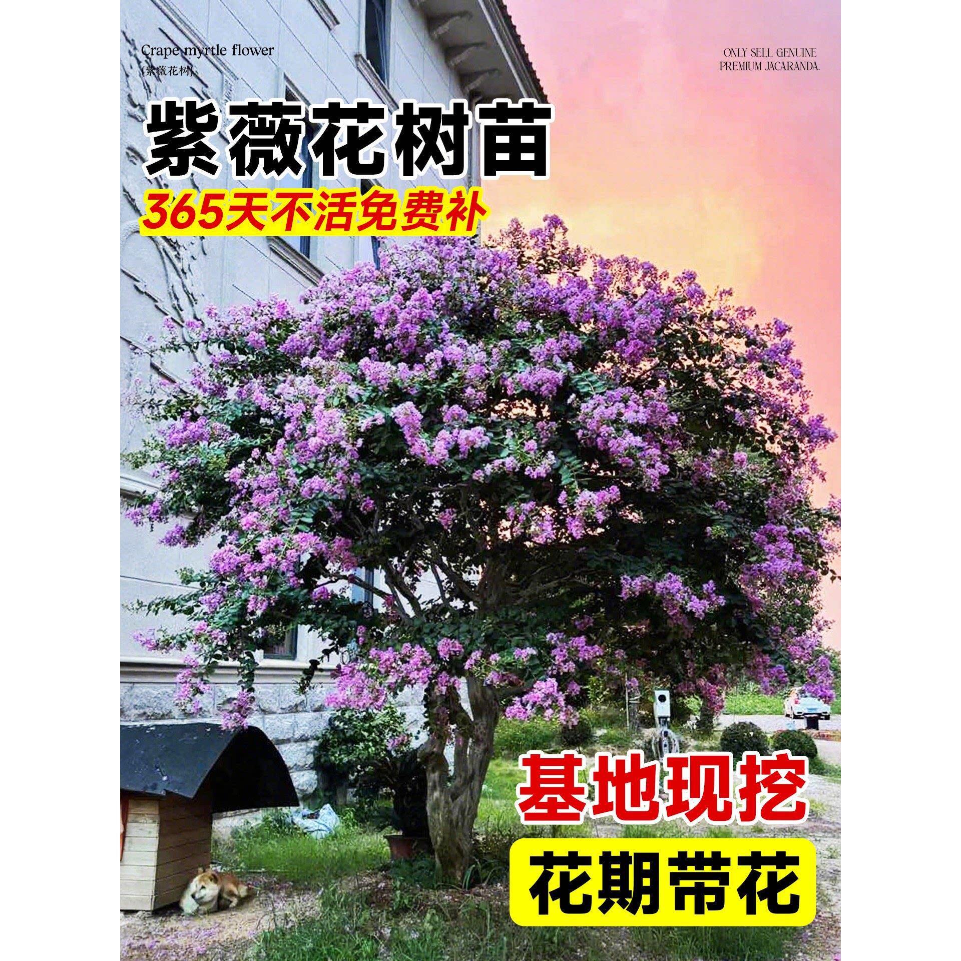 紫薇花树苗庭院大型老桩别