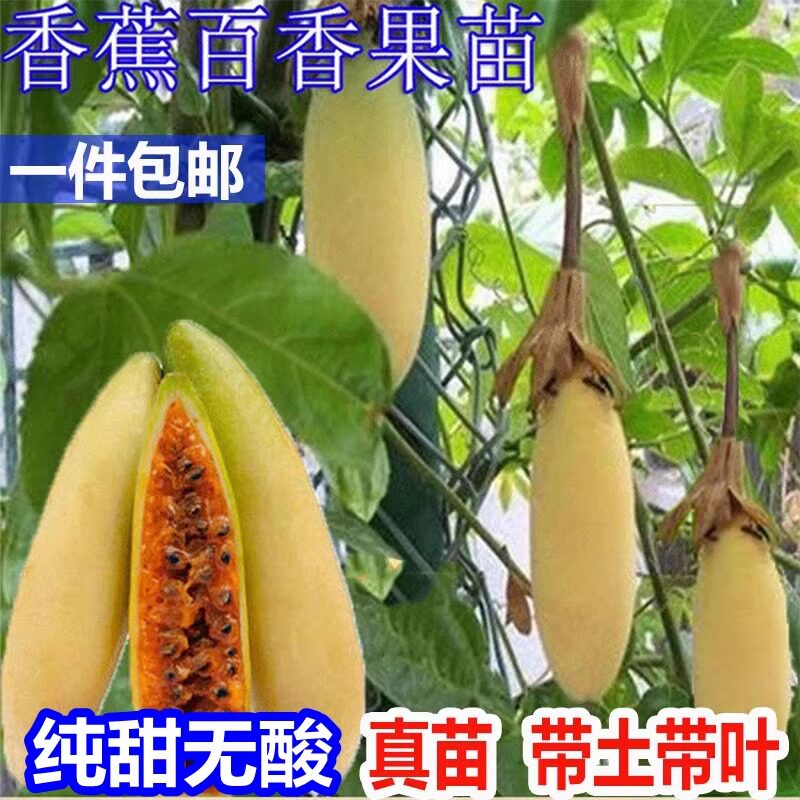 百香果树苗盆栽新品种香蕉百香果苗满天星四季特大南方当年结果