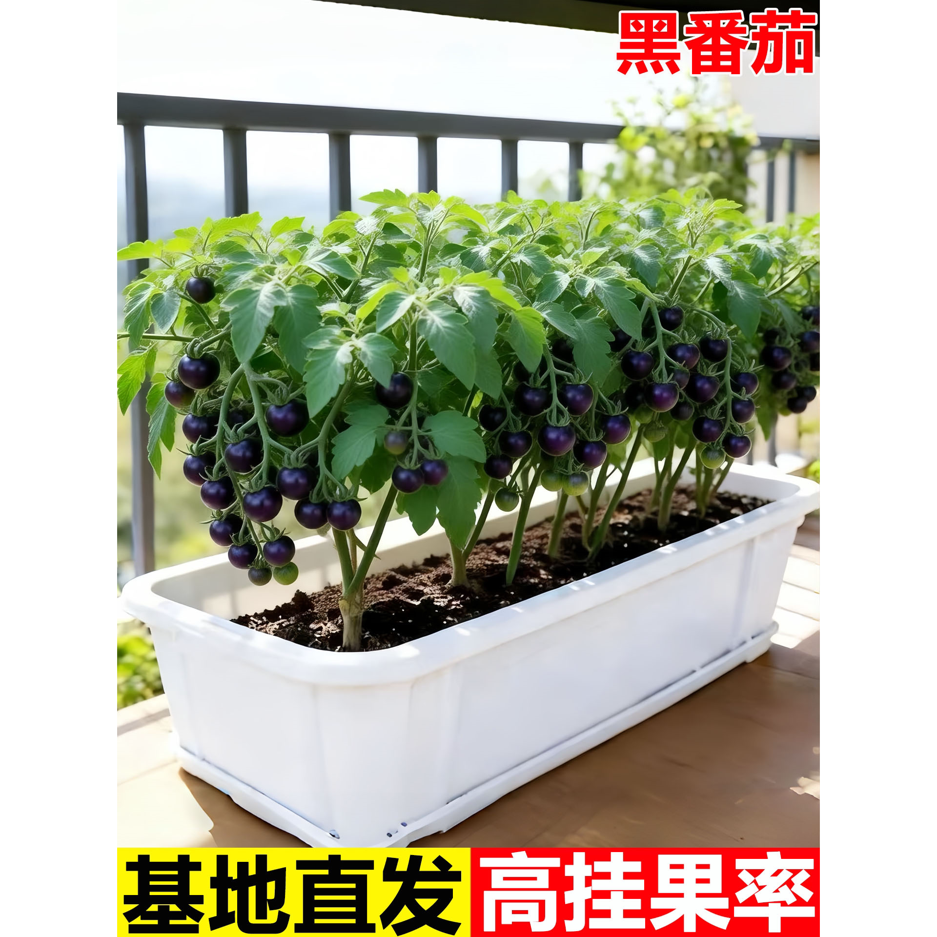 糖水炸弹黑珍珠黑番茄苗秧种子孑种籽小西红柿西黑柿秧苗蕃茄苗树