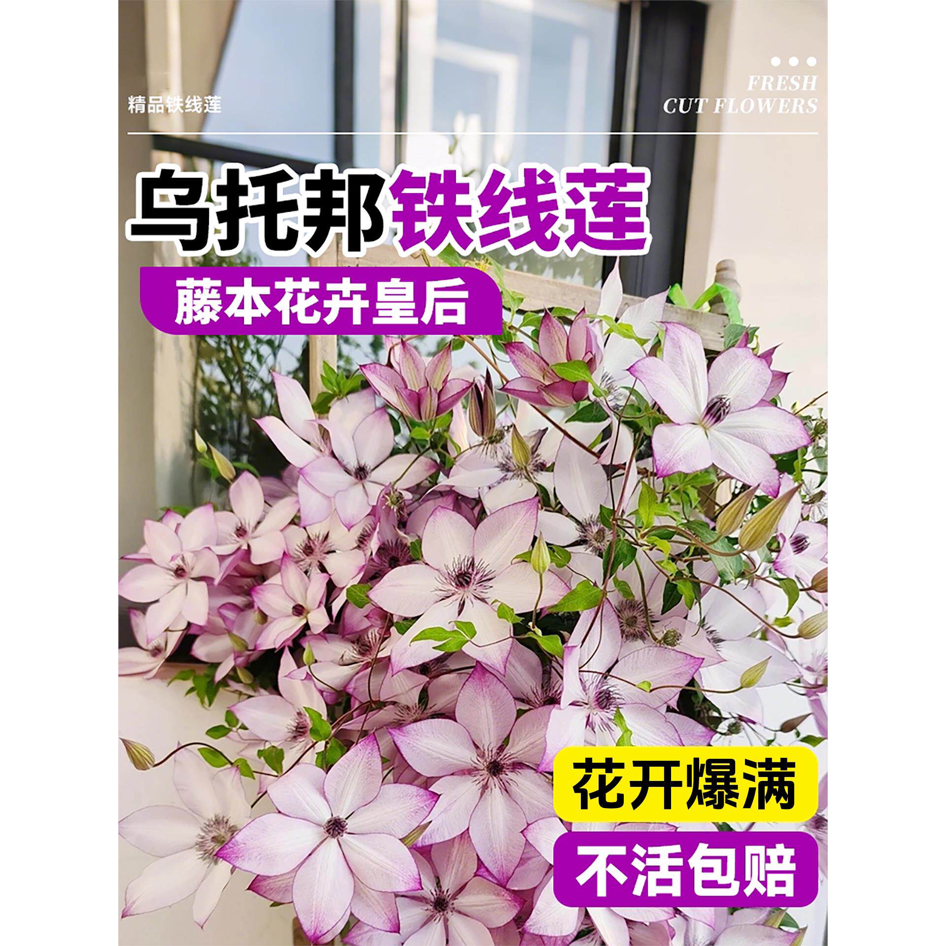 乌托邦铁线莲大苗带花苞盆