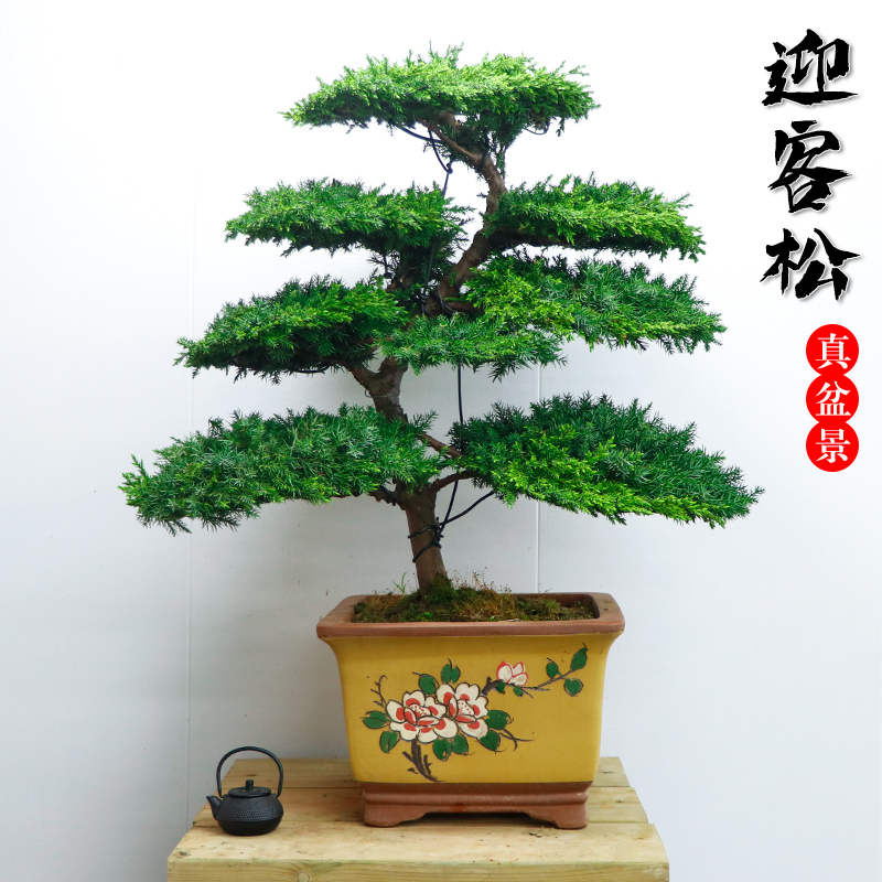 迎客松盆景真树罗汉松造型中小型地栽盆栽玄关室内外摆件四季常青