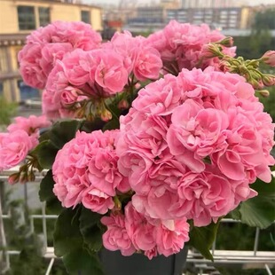 重瓣天竺葵种子苗室内洋绣球花种籽孑四季播种开花垂吊花盆栽花卉