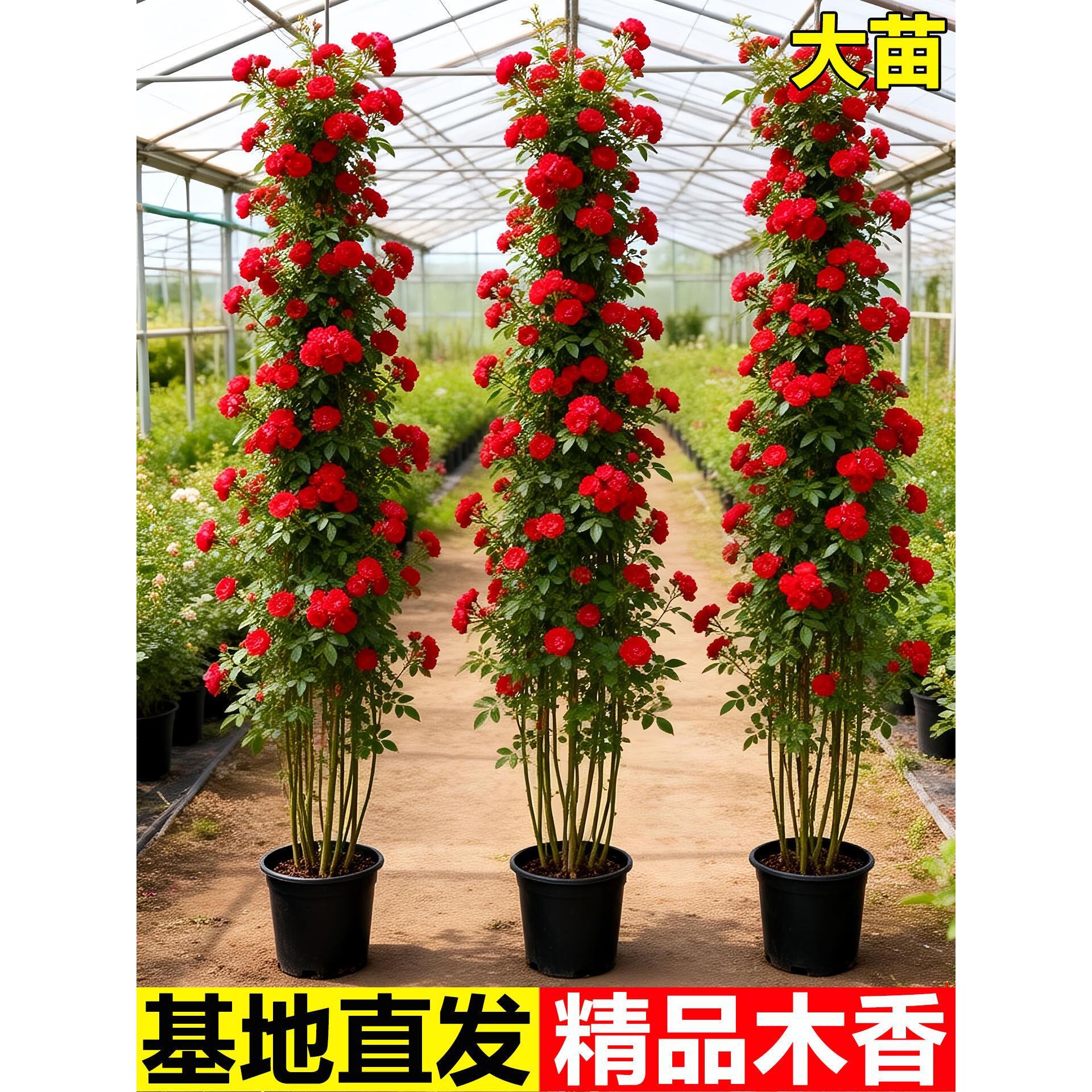 红木香花苗爬藤植物黄重瓣