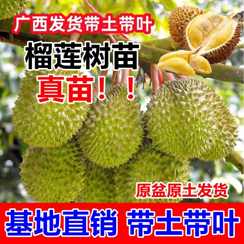 榴莲树苗四季种植盆栽果树苗南北方种植猫山王泰国金枕头当年结果