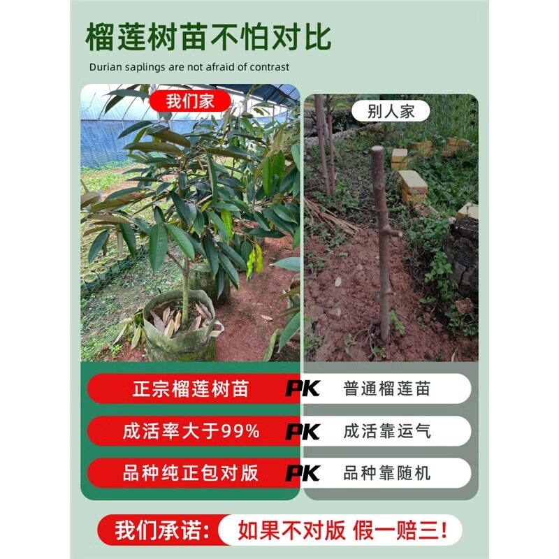 榴莲树活苗嫁接果树苗南方种植菠萝蜜苗盆栽金枕榴莲苗猫山王地栽