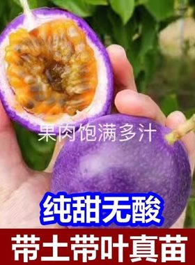 紫蜜一号新品种百香果嫁接苗纯甜耐寒品种盆栽地栽四季结果甜蜜蜜