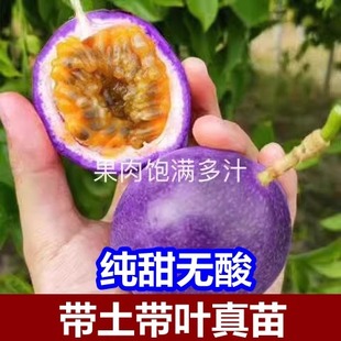 紫蜜一号新品种百香果嫁接苗纯甜耐寒品种盆栽地栽四季结果甜蜜蜜