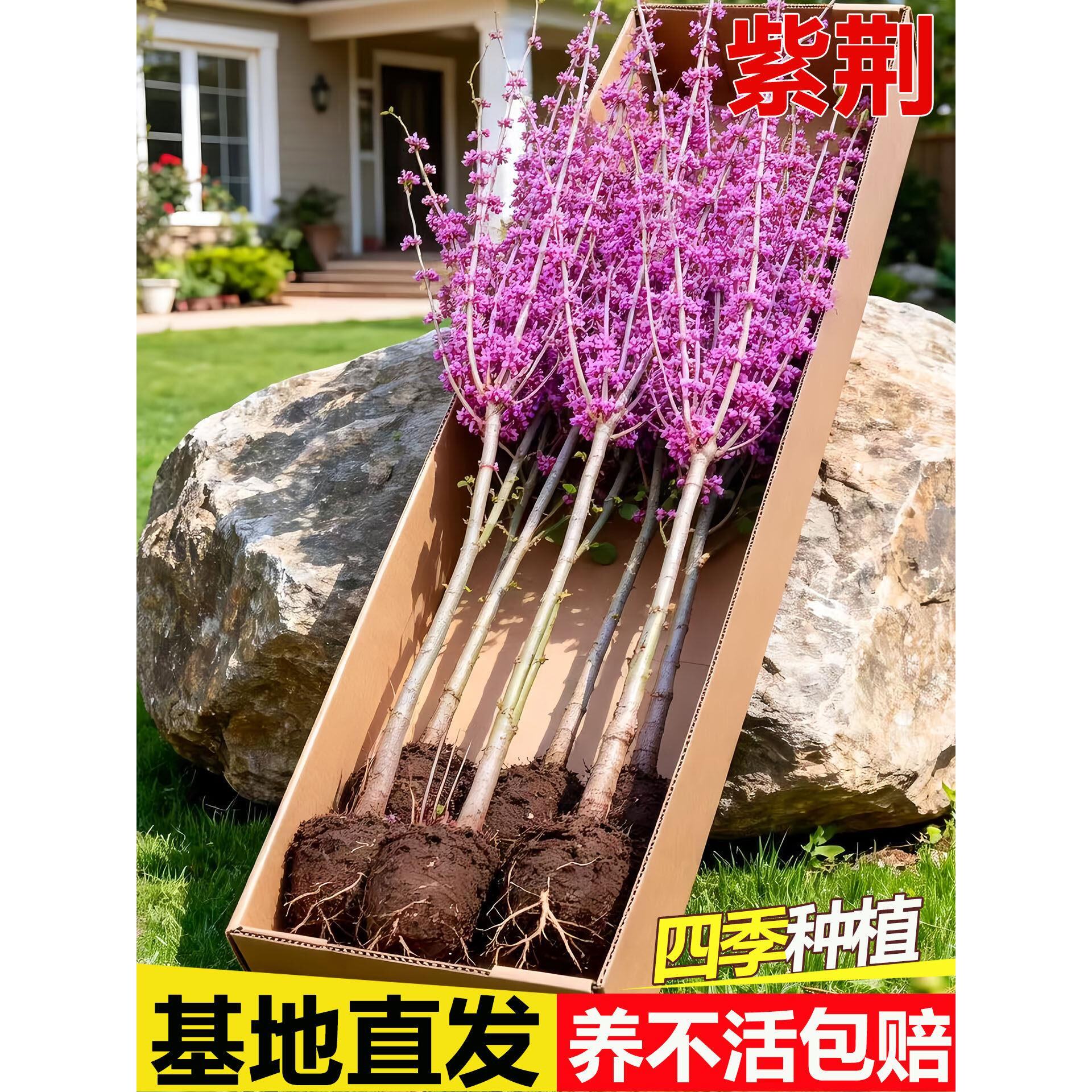 紫荆花树苗庭院室外种植物